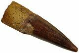 Fossil Spinosaurus Tooth - Real Dinosaur Tooth #319087-1